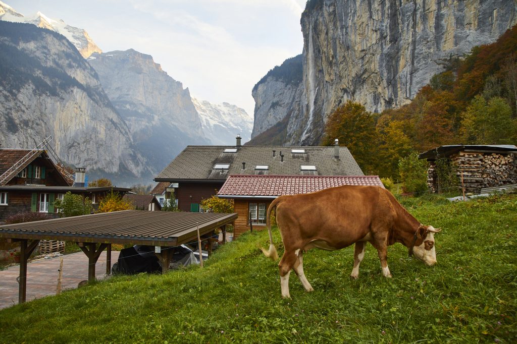 One of the best things to do in Lauterbrunnen is to admire the grazing cows and notice the lush fields and wildflowers that provide the milk and cheese their delicious flavor.